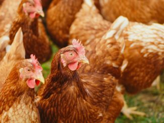 Vogelgrippe: Kreis Groß-Gerau hebt Stallpflicht nach Ruhephase auf