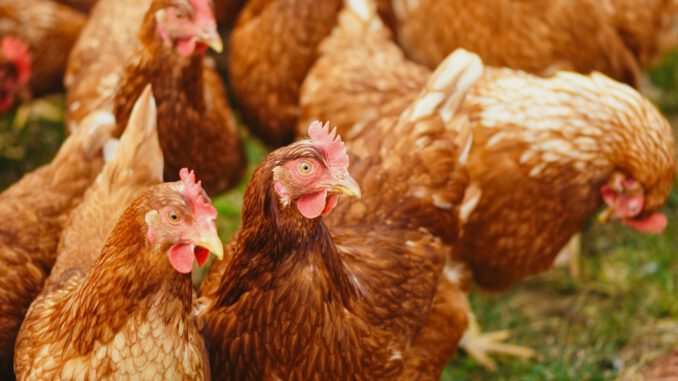 Wiesbaden hebt Stallpflicht für Geflügel auf — Biosicherheitsregeln bleiben bestehen