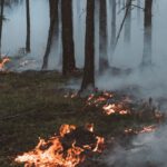 Wiesbaden ruft höchste Waldbrandwarnstufe aus: Öffentliches Grillen verboten, Veranstalter müssen Vorkehrungen treffen