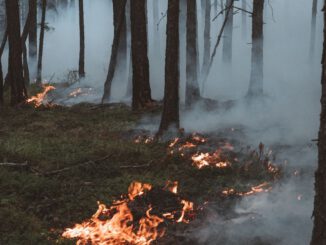 Wiesbaden ruft höchste Waldbrandwarnstufe aus: Öffentliches Grillen verboten, Veranstalter müssen Vorkehrungen treffen