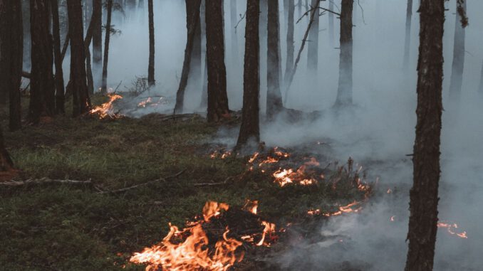 Wiesbaden ruft höchste Waldbrandwarnstufe aus: Öffentliches Grillen verboten, Veranstalter müssen Vorkehrungen treffen Wiesbaden ruft höchste Waldbrandwarnstufe aus: Öffentliches Grillen verboten, Veranstalter müssen Vorkehrungen treffen