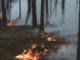 Wiesbaden ruft höchste Waldbrandwarnstufe aus: Öffentliches Grillen verboten, Veranstalter müssen Vorkehrungen treffen